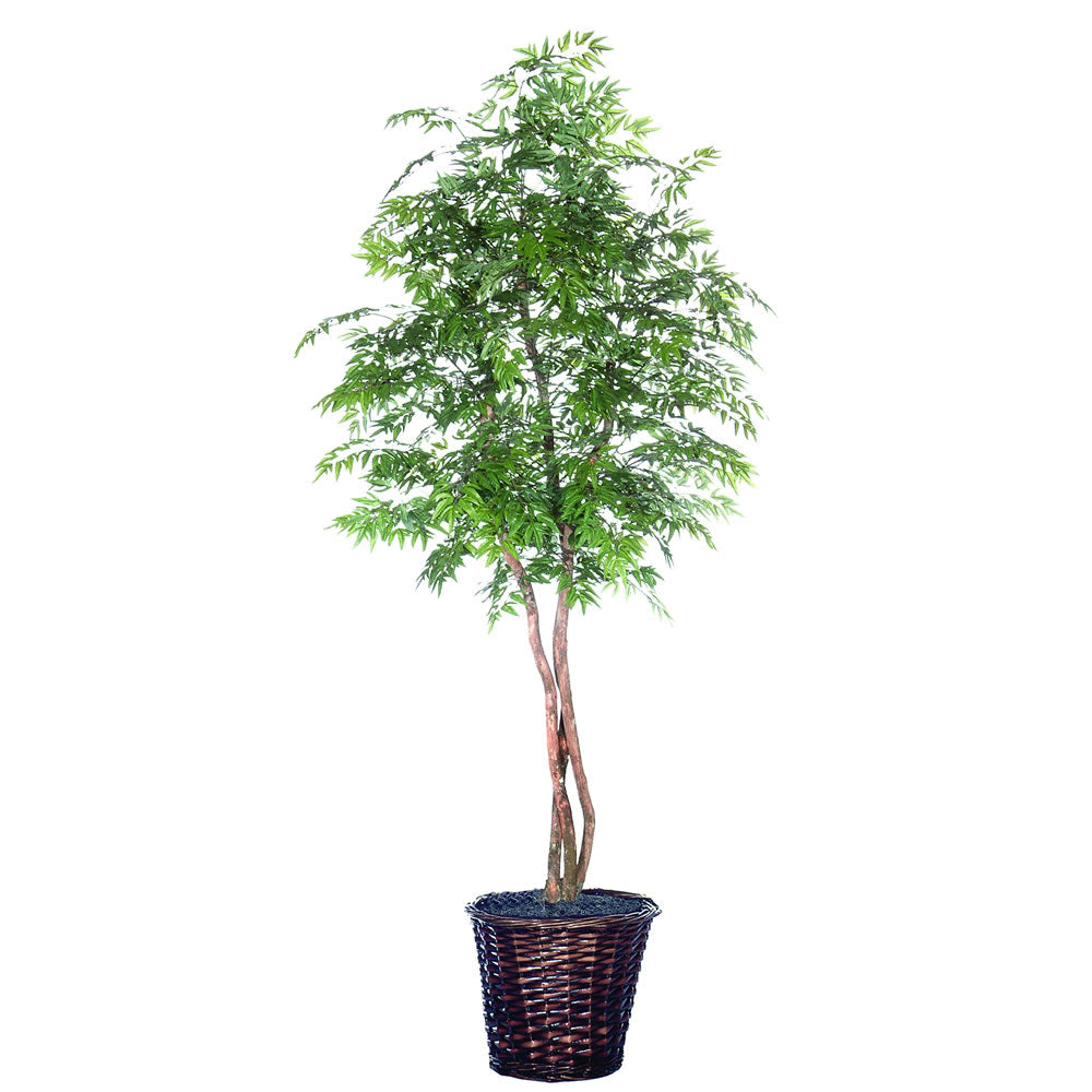 65Ft. Ming Aralia Heartland real Dragonwood trunks