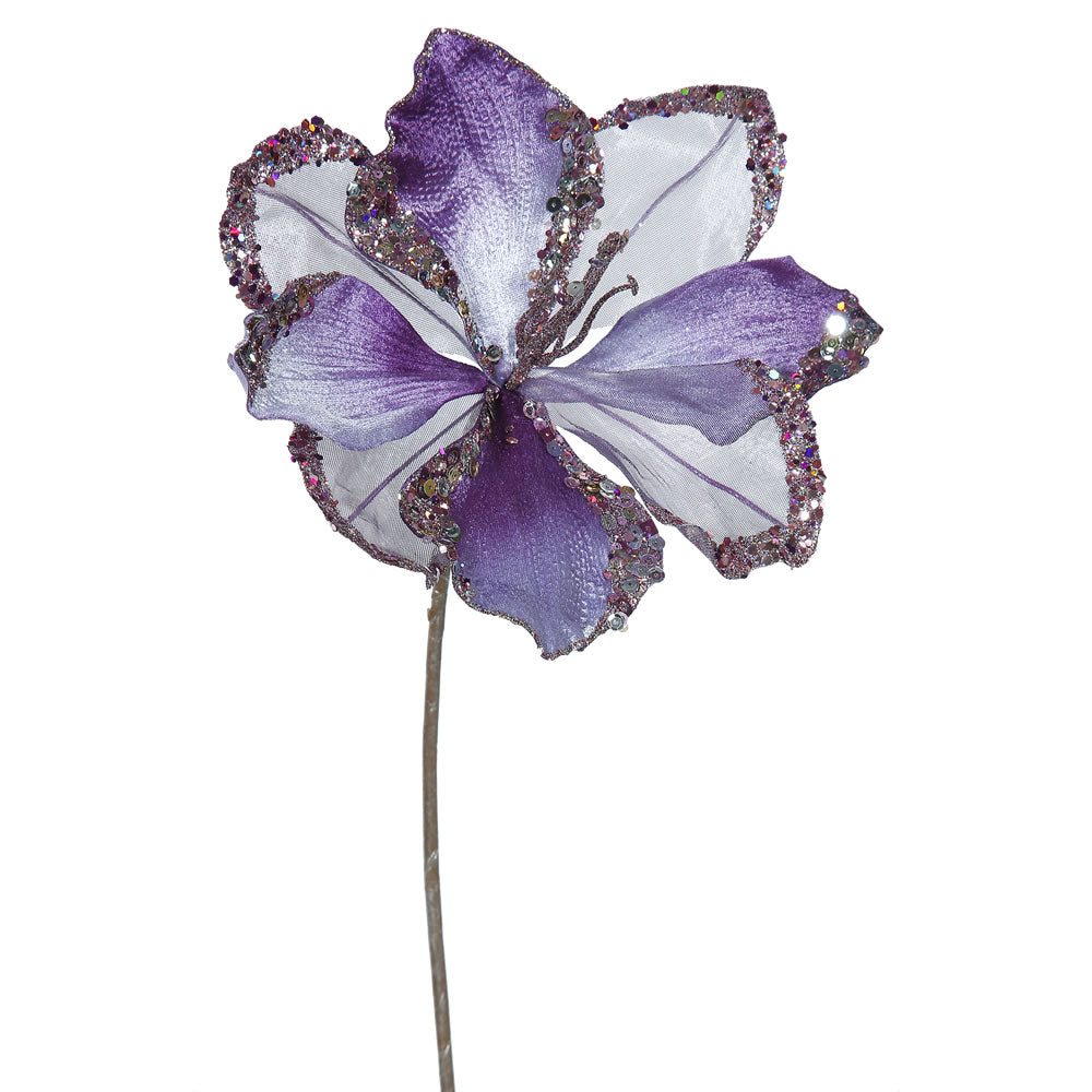 purple amaryllis flowers